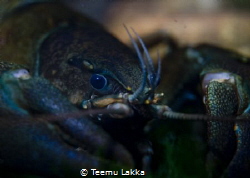 
"Current" crayfish
Pacifastacus leniusculus by Teemu Lakka 